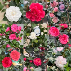 Camellia japonica struik 80cm