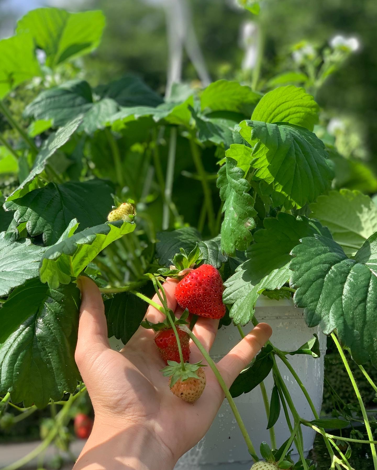 Aardbeien in hangpot - Image 2