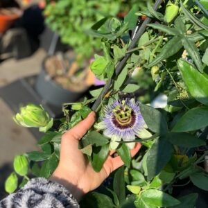 Passiflora - Passiebloem