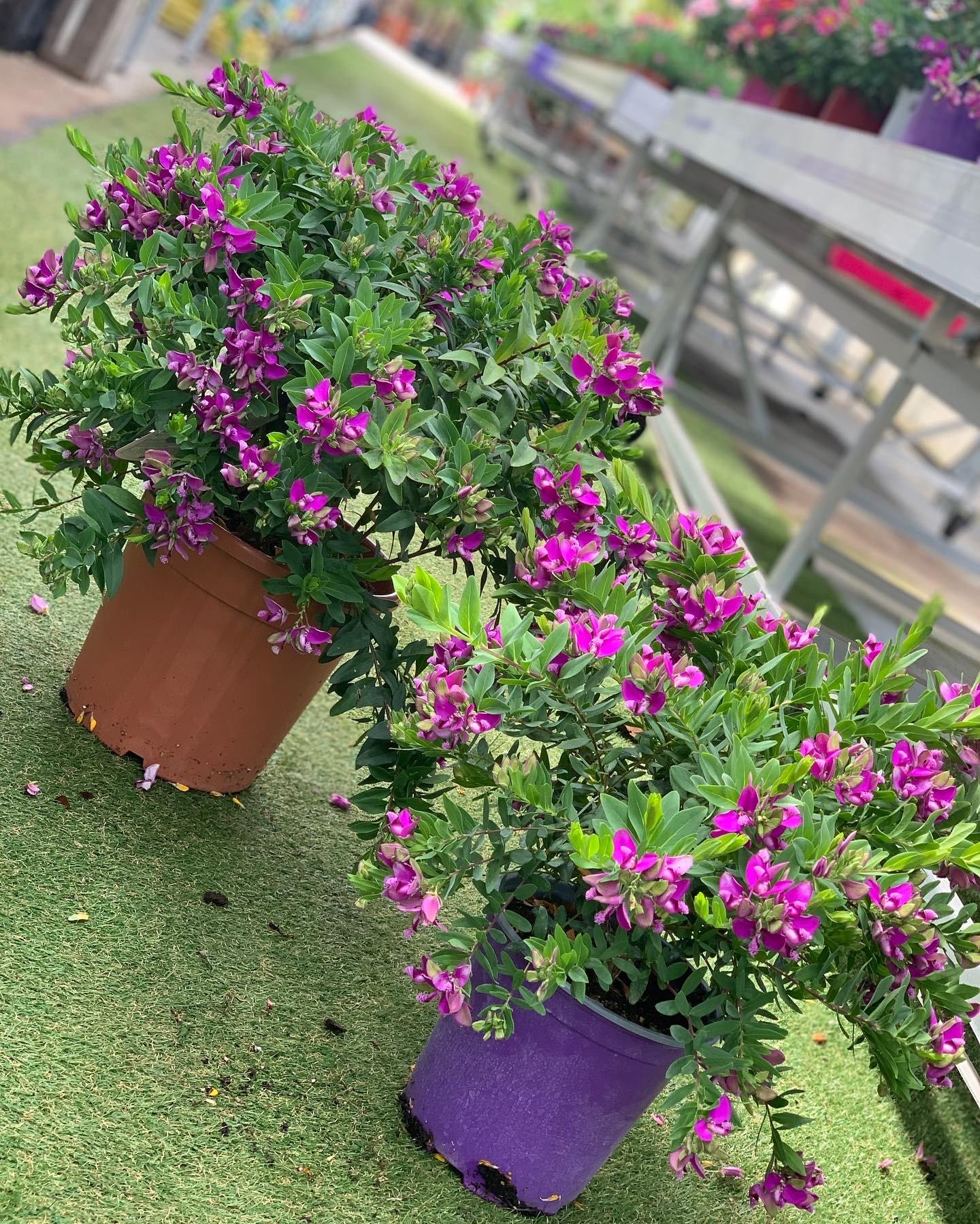 Polygala Myrtifolia - Image 2