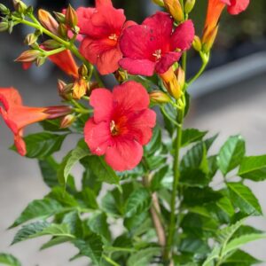 Trompetbloem - Campsis Radicans