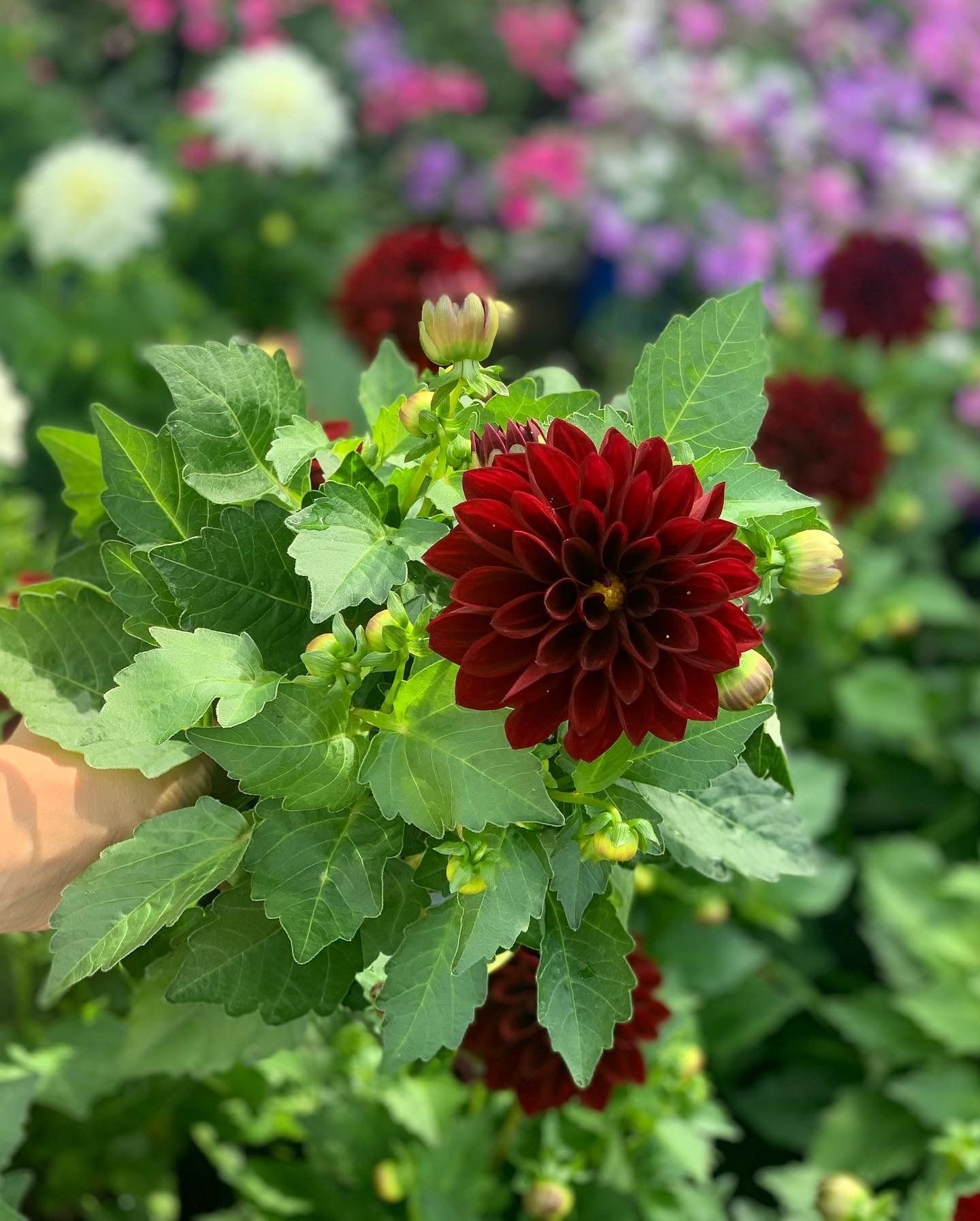Dahlia pot 12 - Image 6