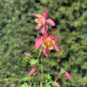 Akelie - Aquilegia