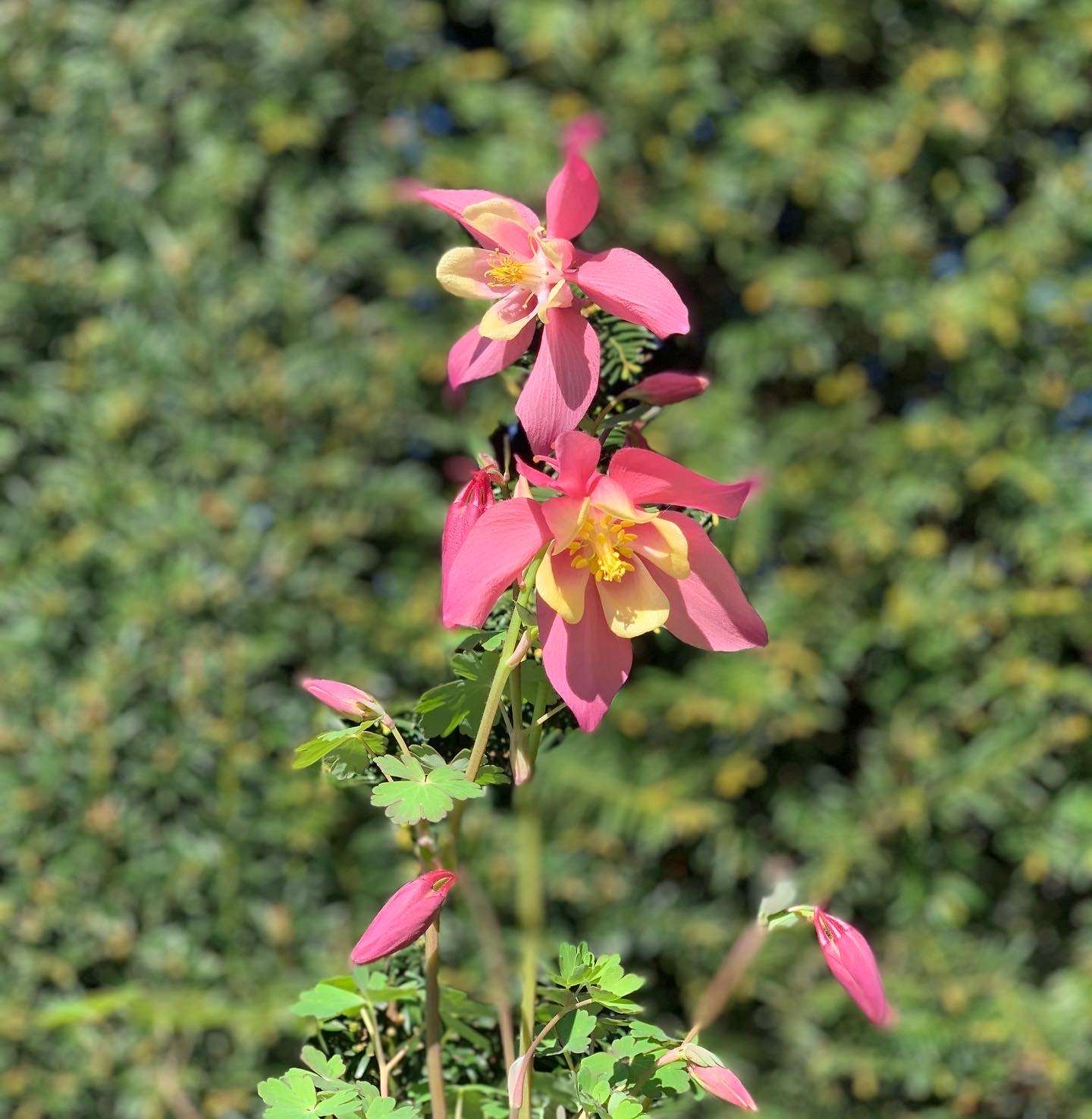 Akelie - Aquilegia