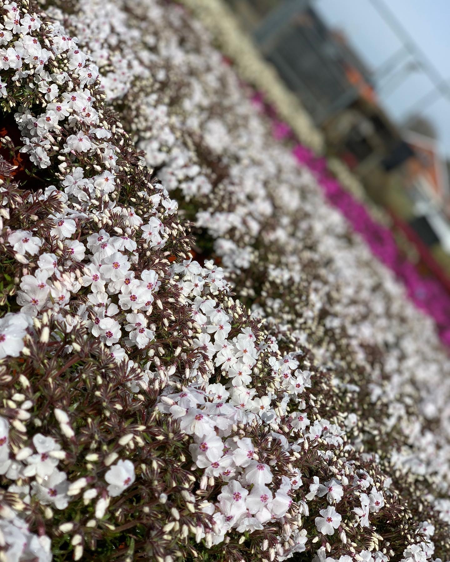 Phlox - Kruipvlambloem - Image 2