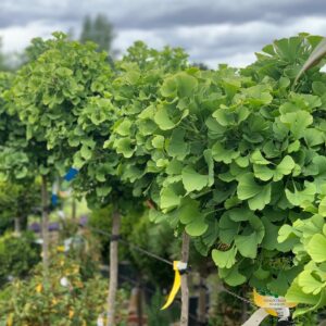Ginkgo Biloba Mariken 150 cm