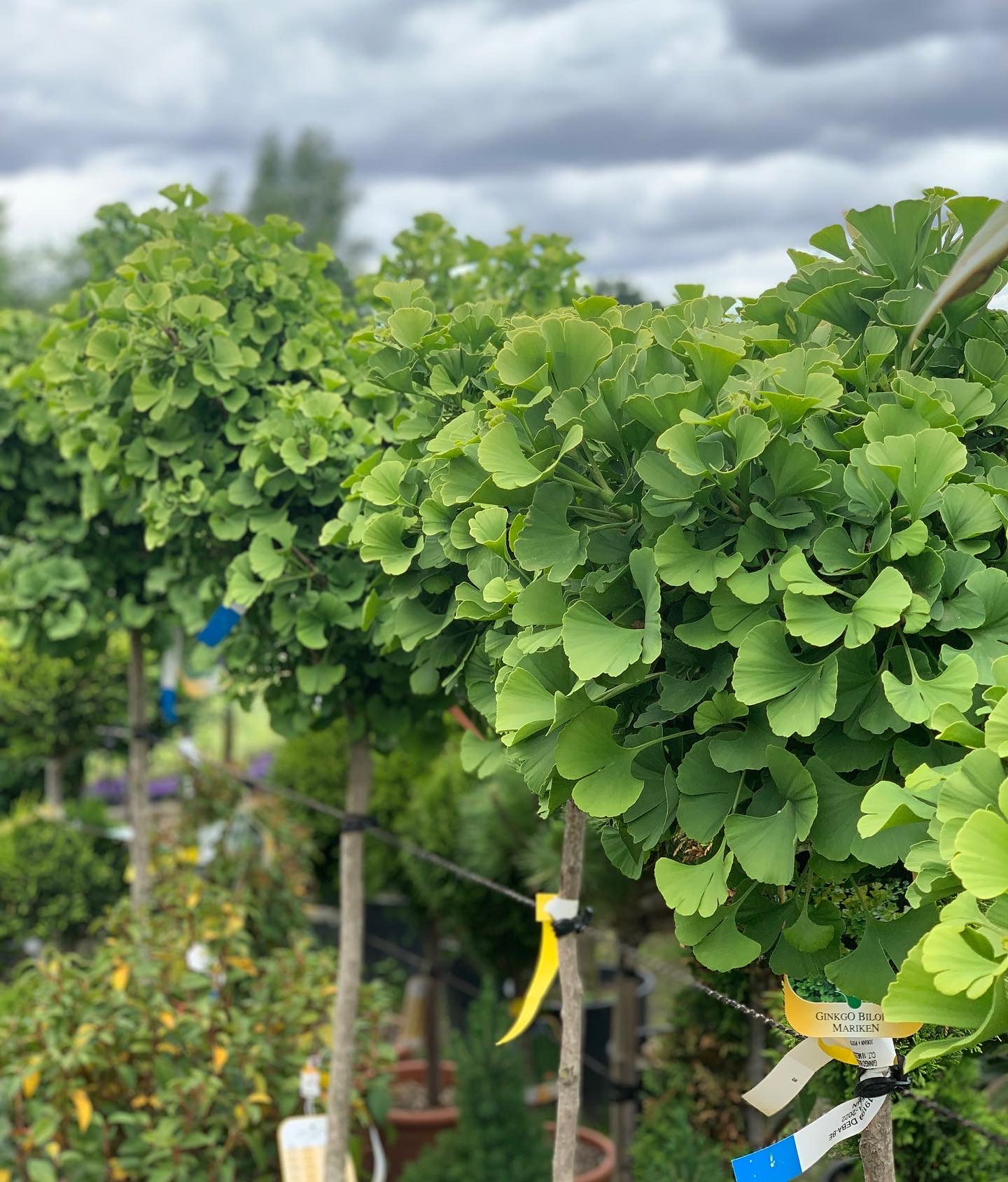 Ginkgo Biloba Mariken 150 cm