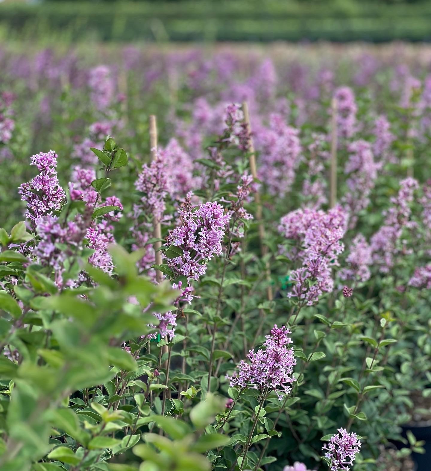 Syringa Josée 10L - Image 3