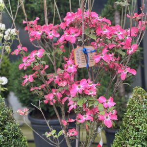 Cornus florida Cherokee Chief op struik 160cm