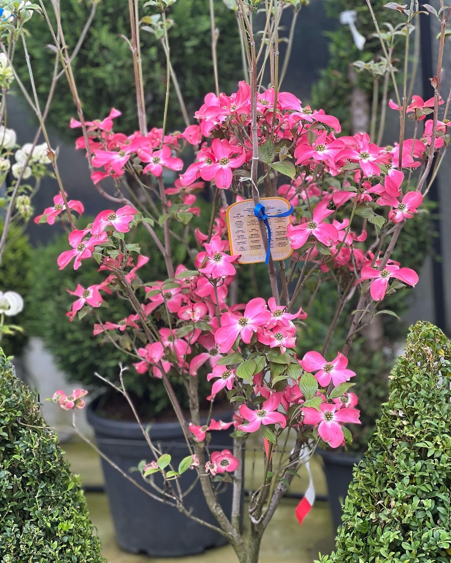 Cornus florida Cherokee Chief op struik 160cm