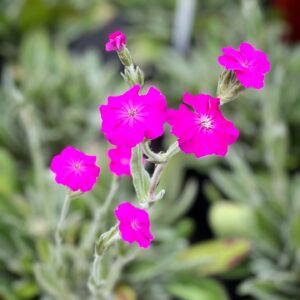 Lychnis Coronaria - Prikneus - Brandende liefde