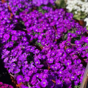 Aubretia - Blauwkussen