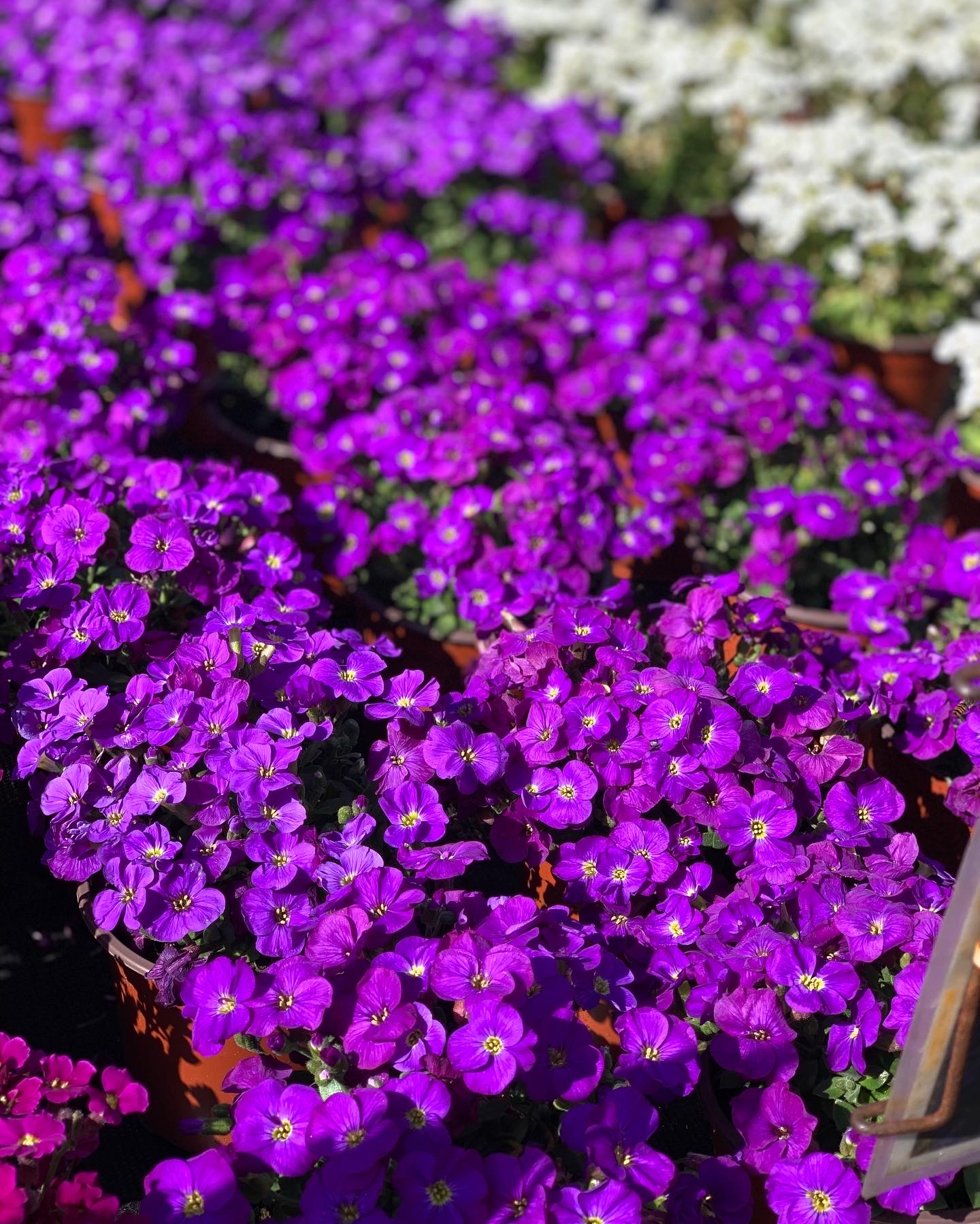Aubretia - Blauwkussen