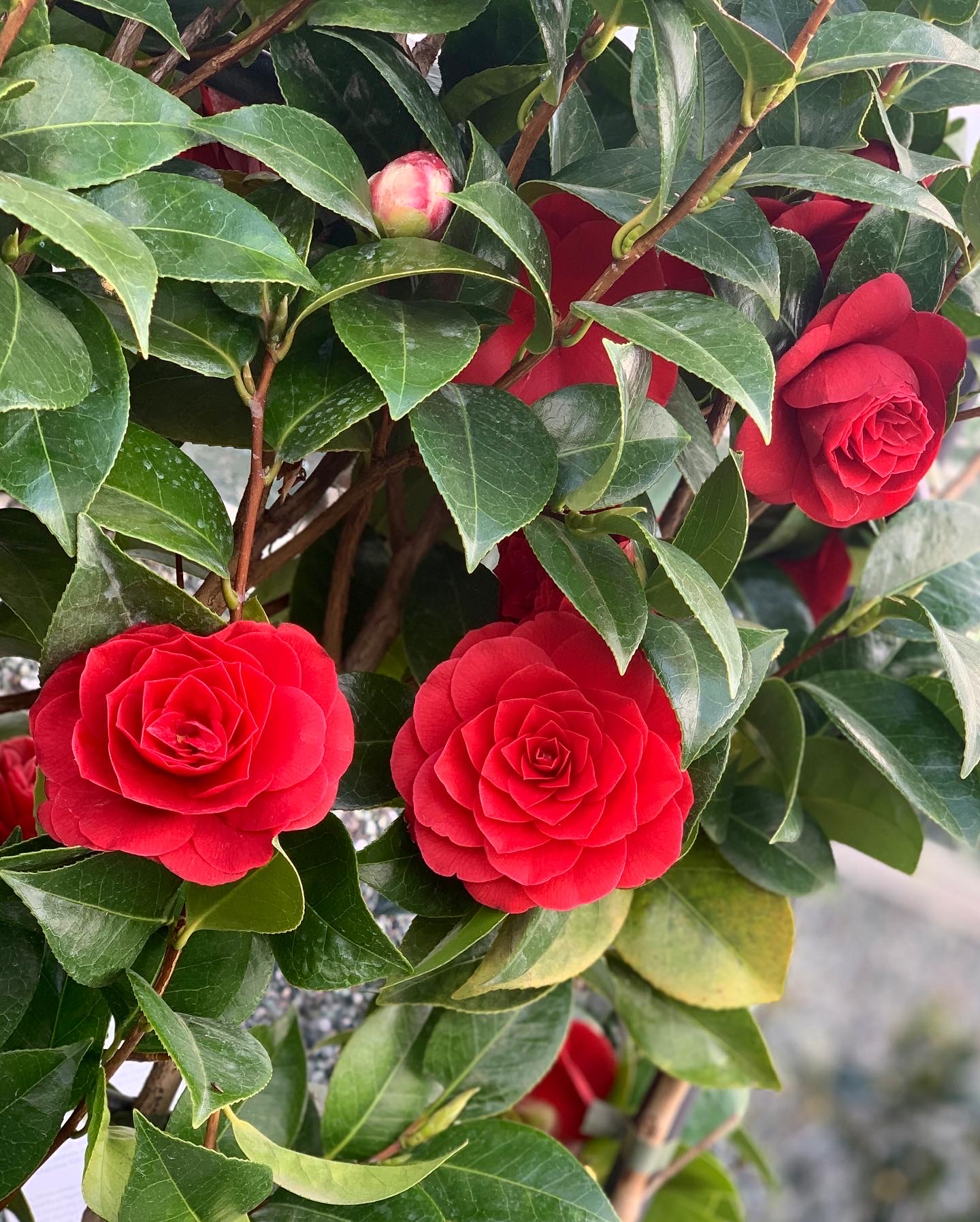 Camelia Japonica op kader XL - Image 3