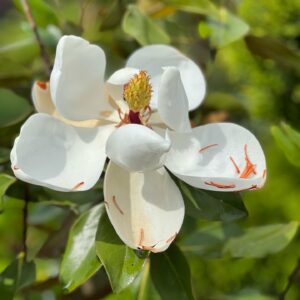 Magnolia Grandiflora Gallisoniensis