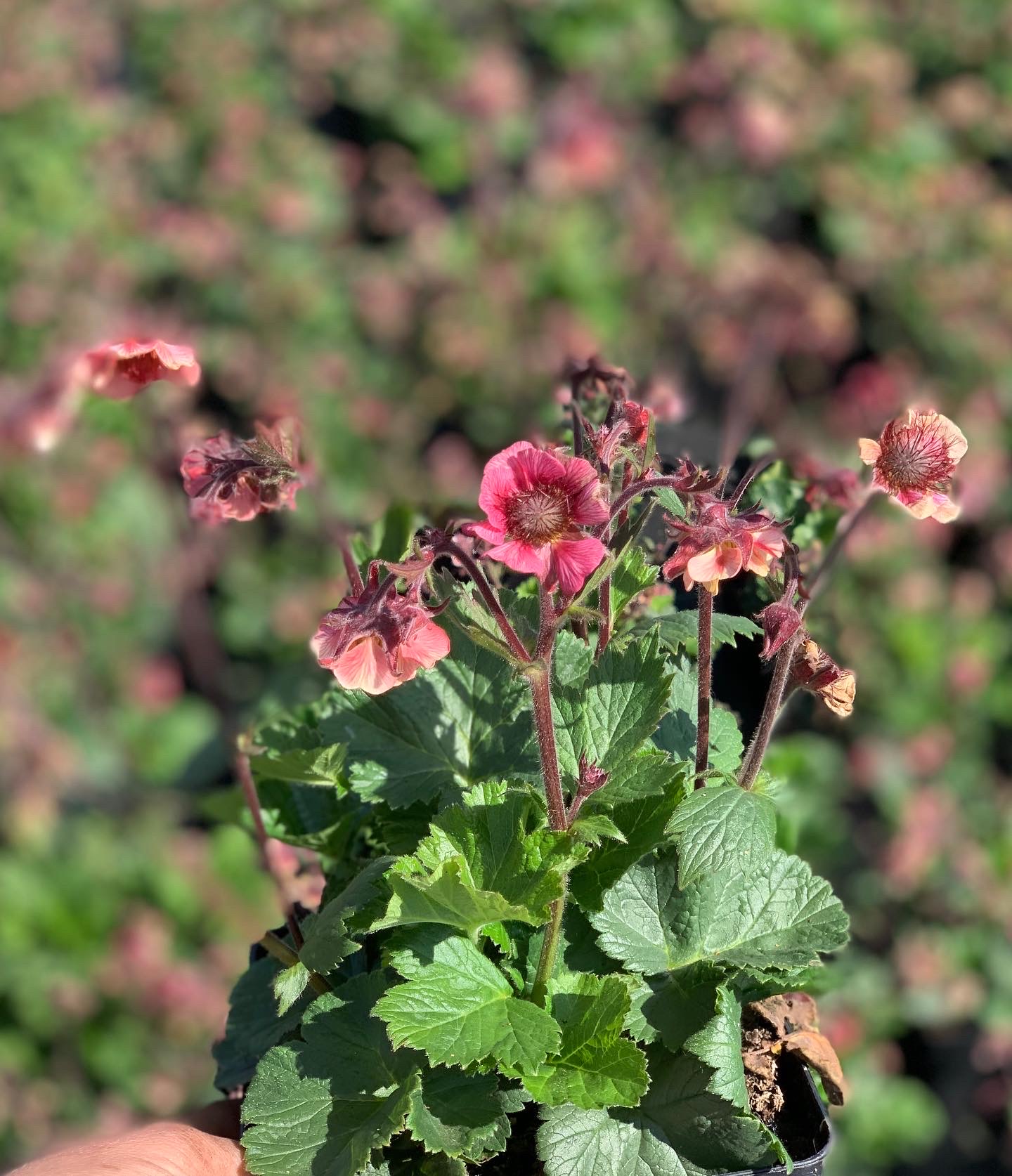 Geum - Nagelkruid - Image 3