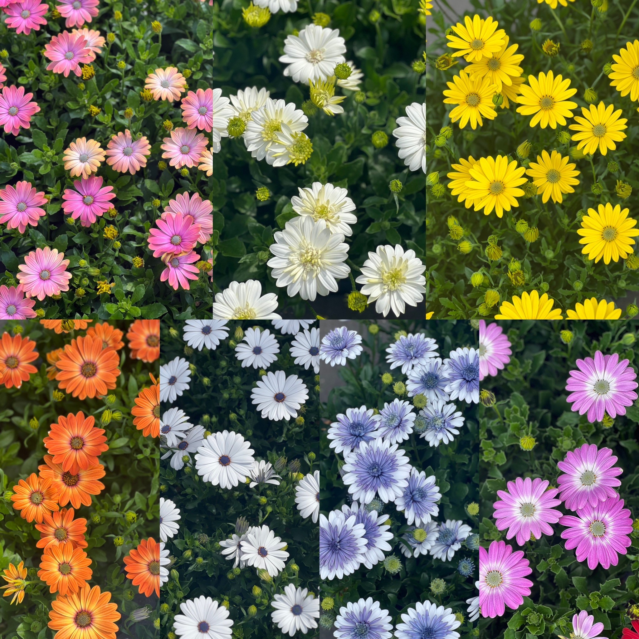 Spaanse Margriet - Osteospermum - Image 2