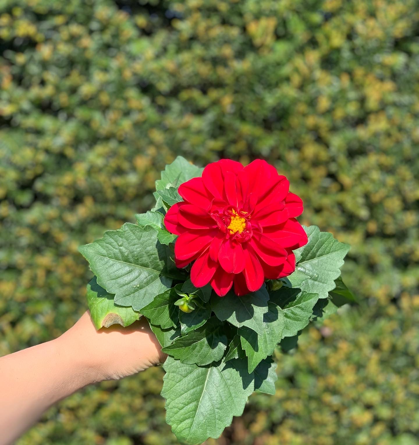 Dahlia pot 10,5 cm - Image 3