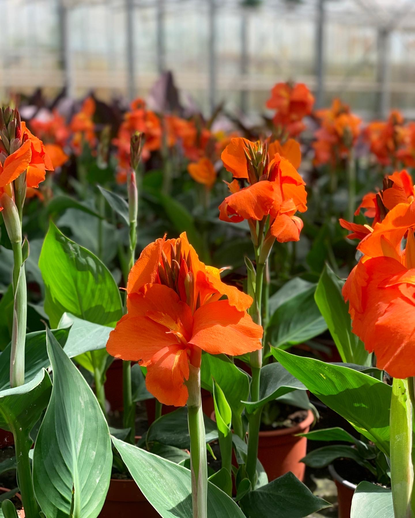 Canna - Cannova Serie - Image 2
