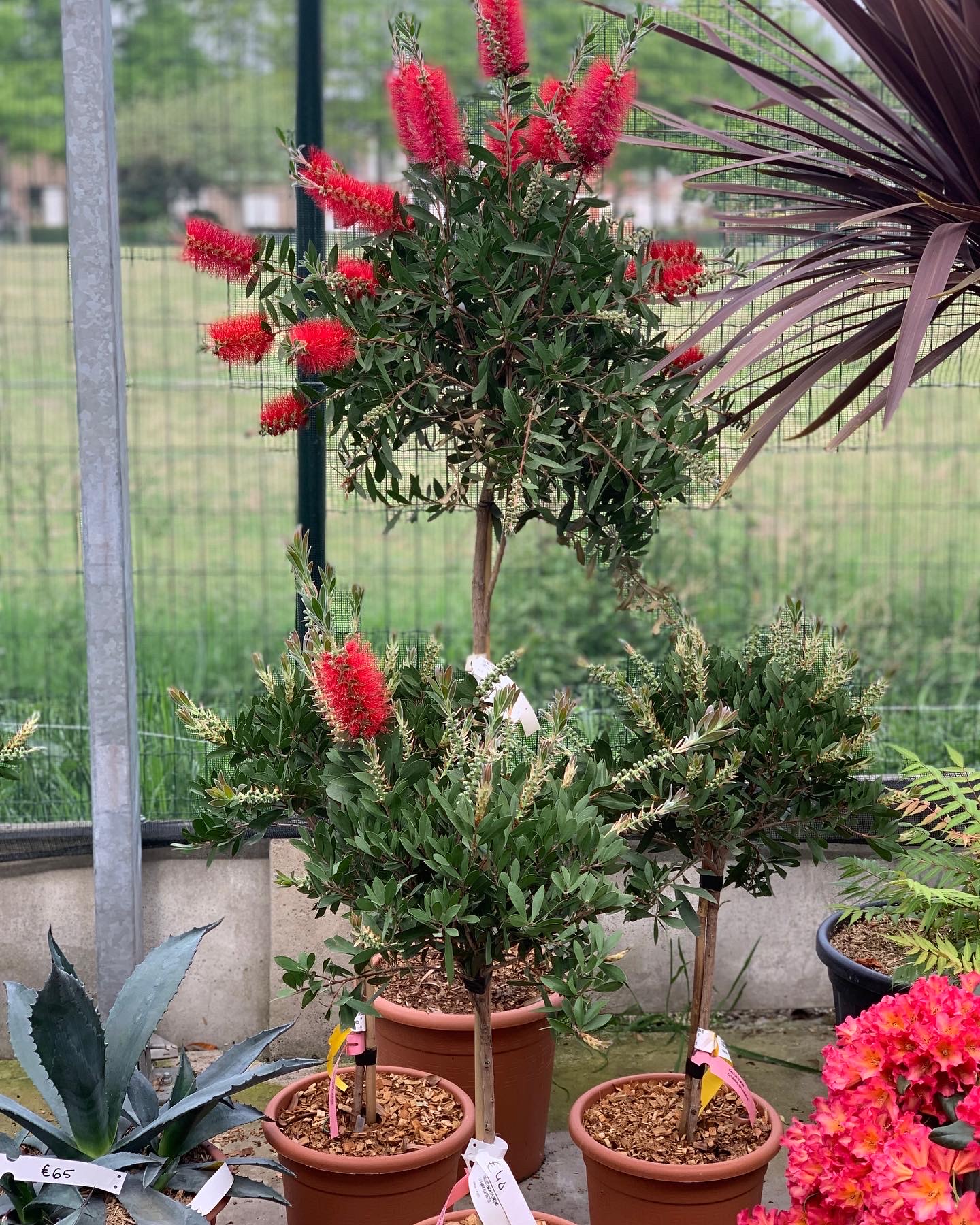 Callistemon op stam 80cm - Image 2