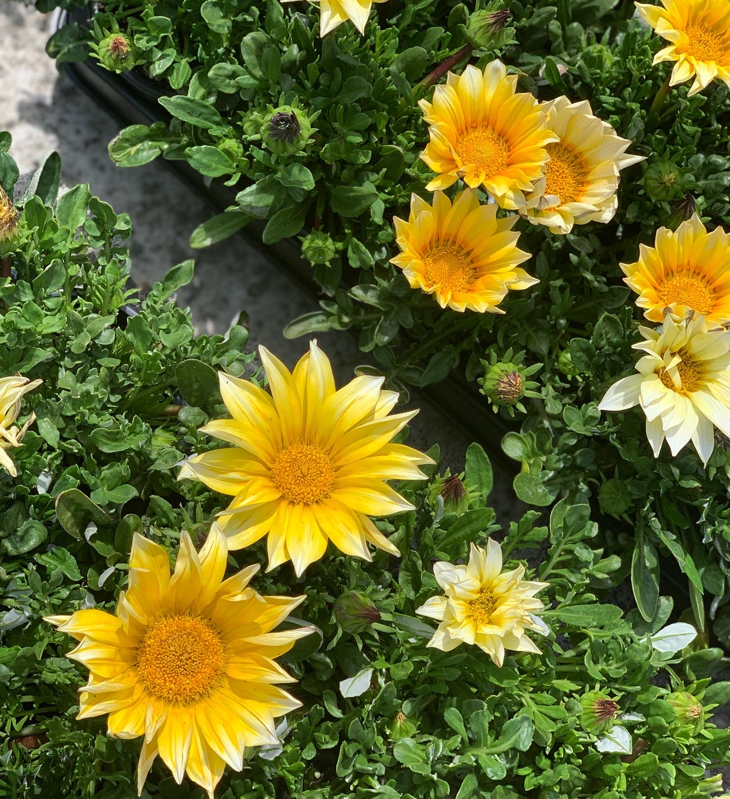 Gazania - Middaggoud - Image 5