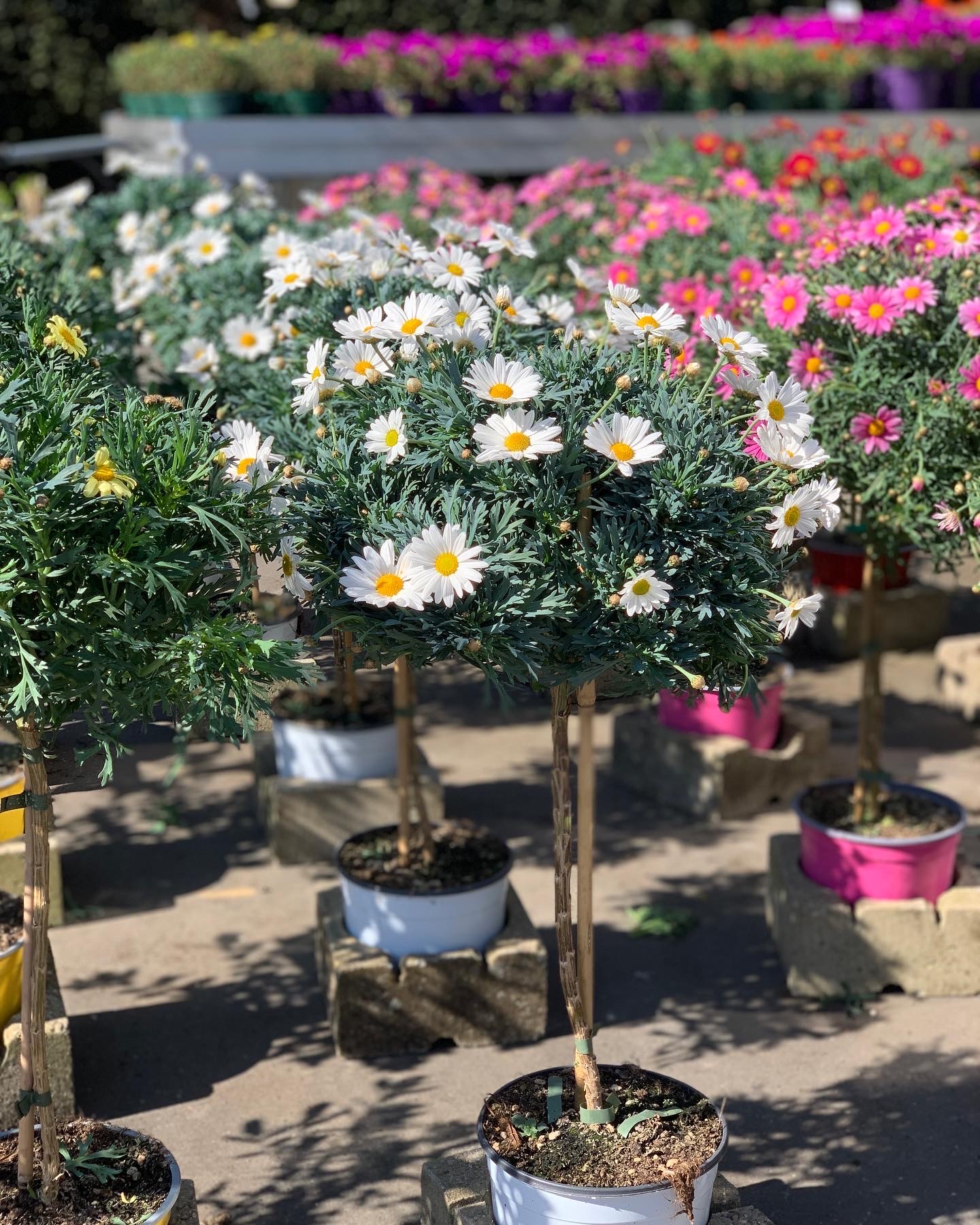 Argyranthemum Frutescens - margriet op stam - Image 2