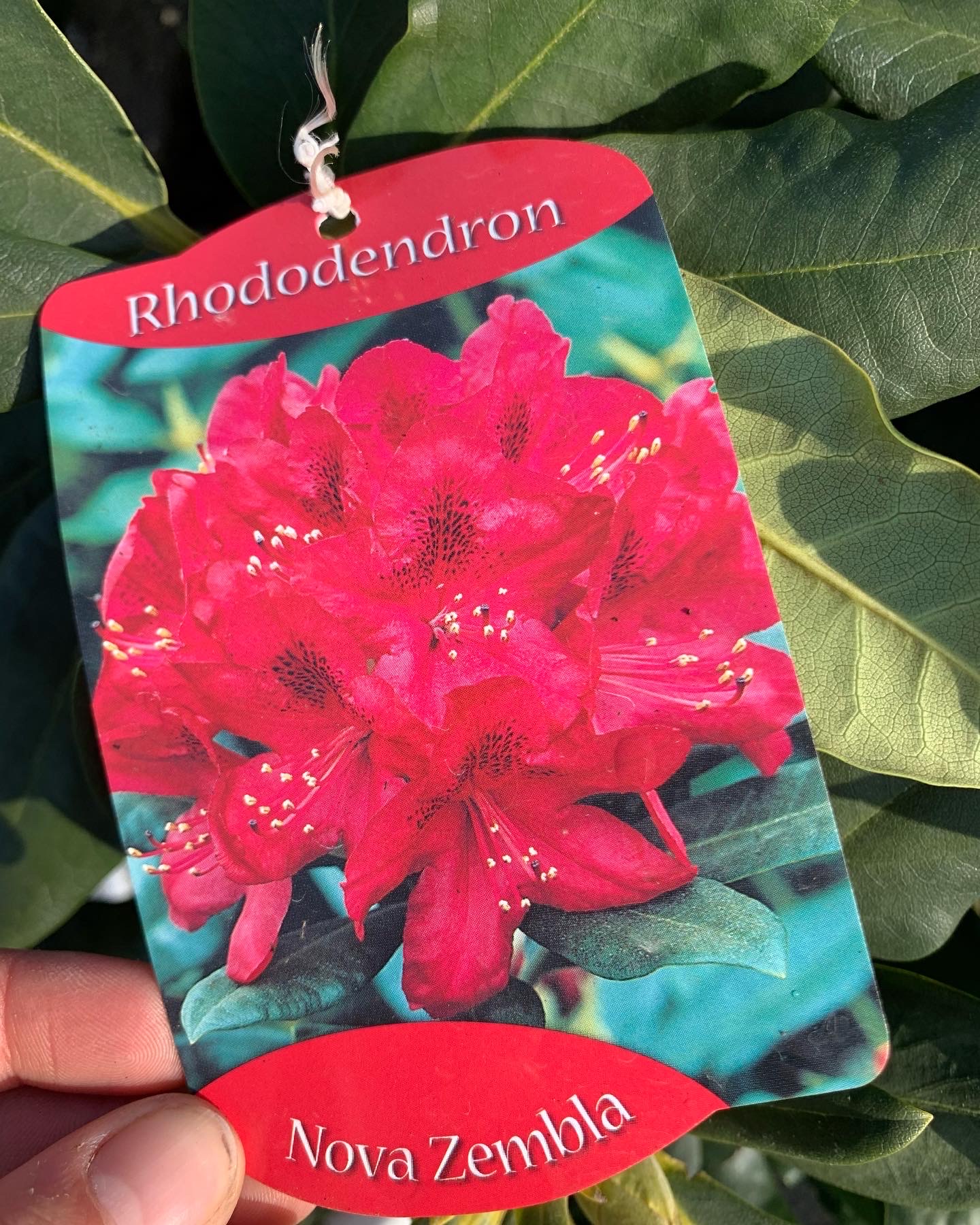 Rhododendron - Image 5
