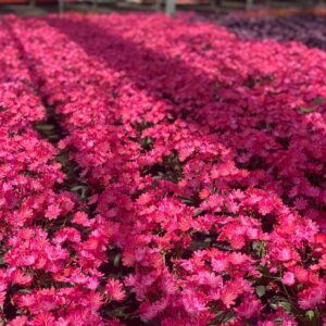 Lewisia - Bitterkruid