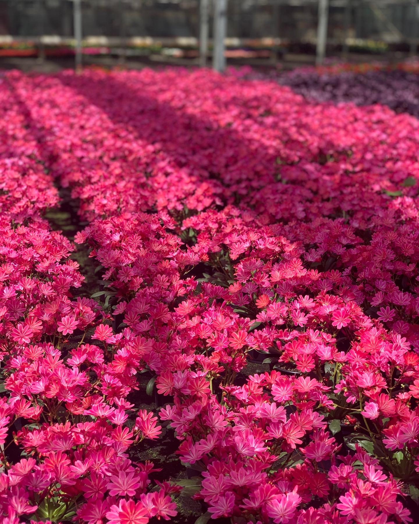 Lewisia - Bitterkruid