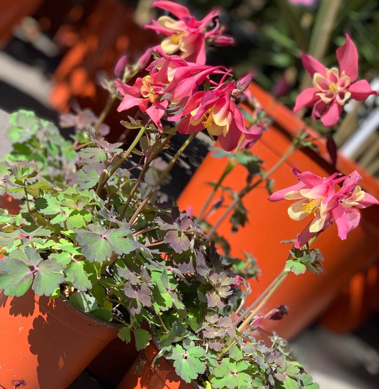 Akelie - Aquilegia - Image 5