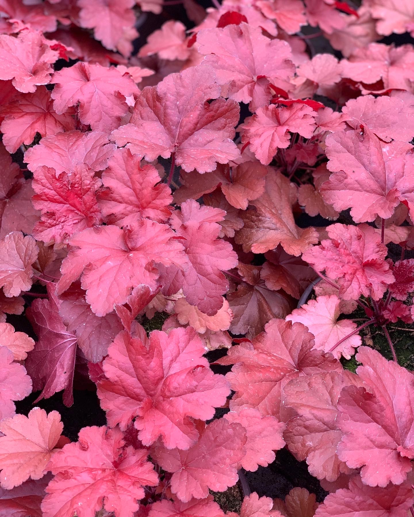 Heuchera - Purperklokje - Image 2