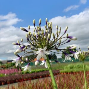 Agapanthus Fireworks - Afrikaanse / Kaapse Lelie