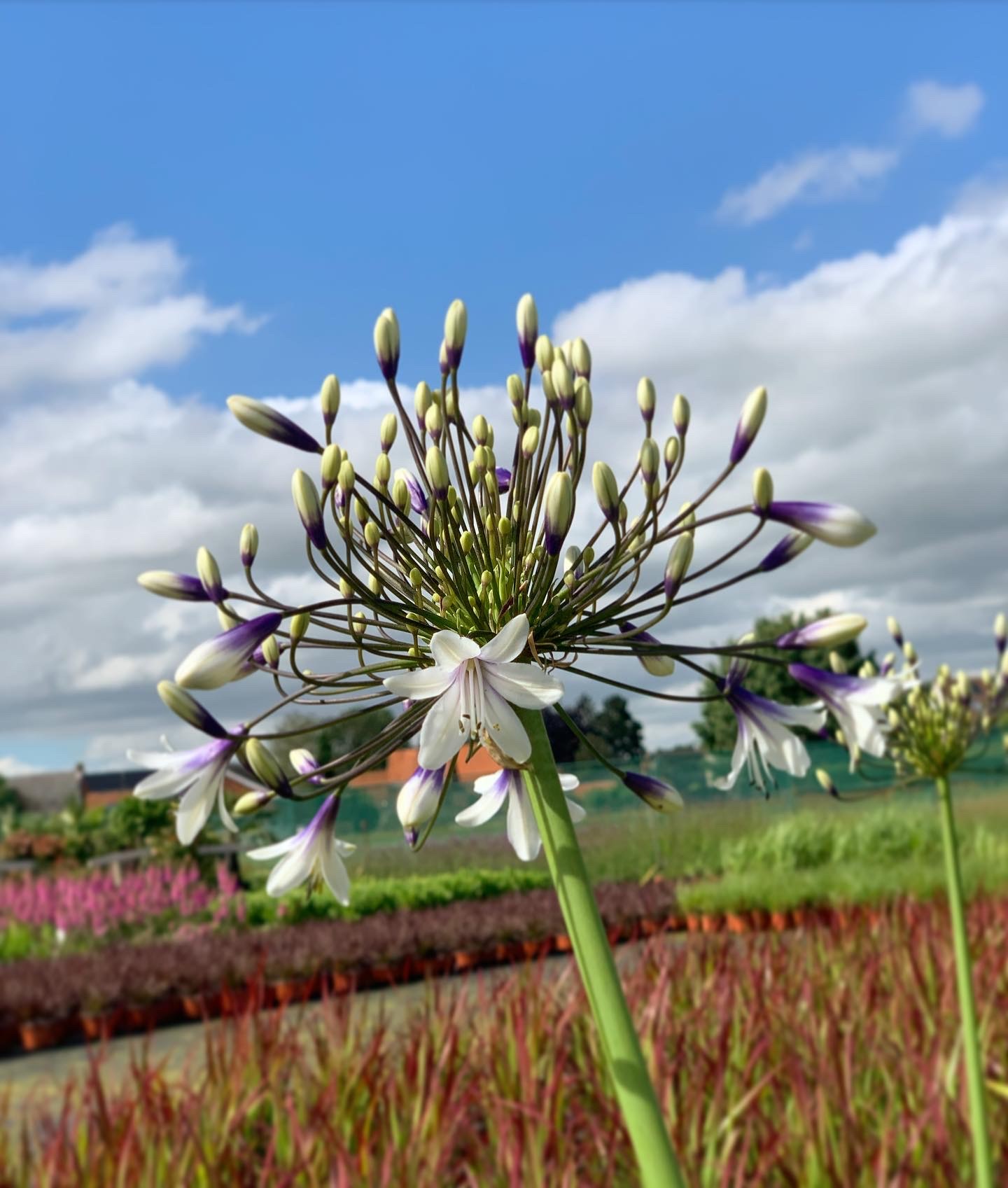 Agapanthus Fireworks - Afrikaanse / Kaapse Lelie