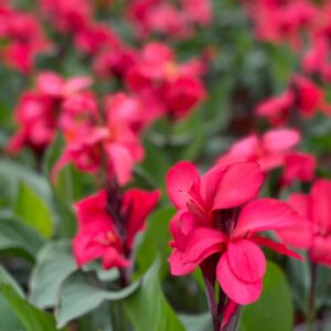 Canna - Cannova Serie