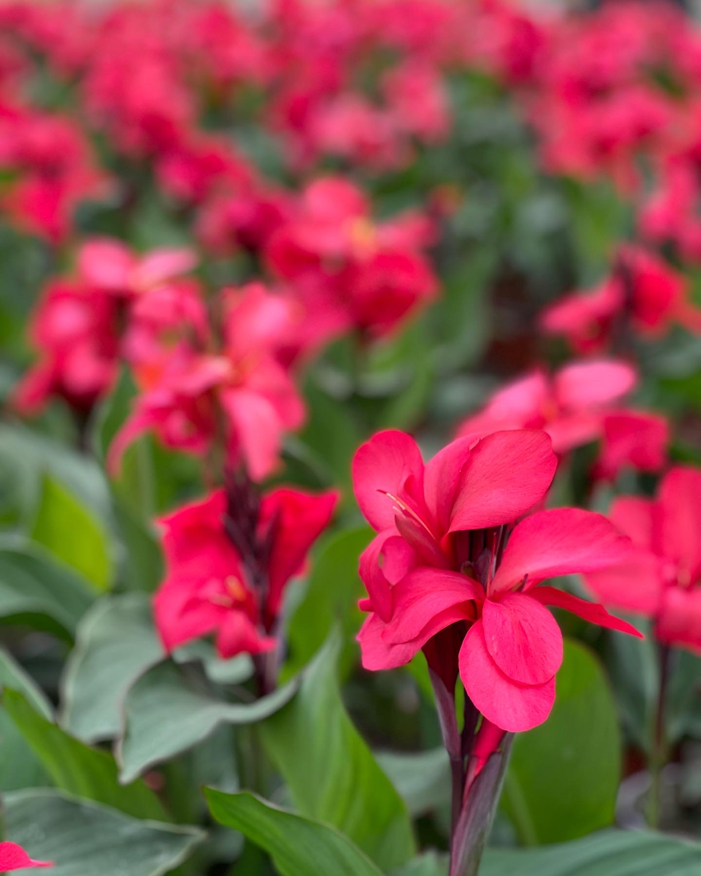 Canna - Cannova Serie