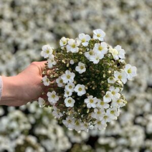 Arenaria Montana - Zandkruid