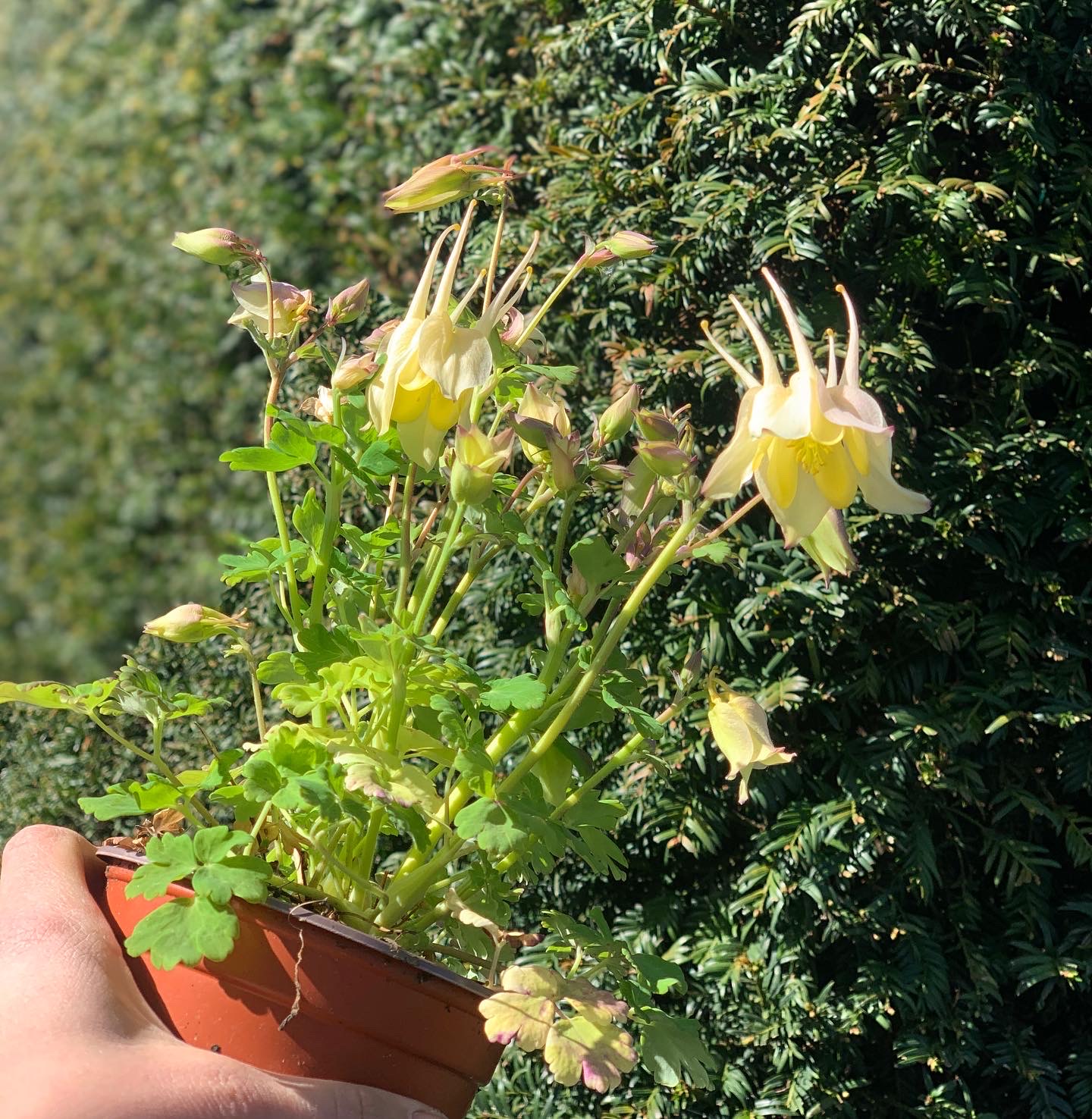 Akelie - Aquilegia - Image 6