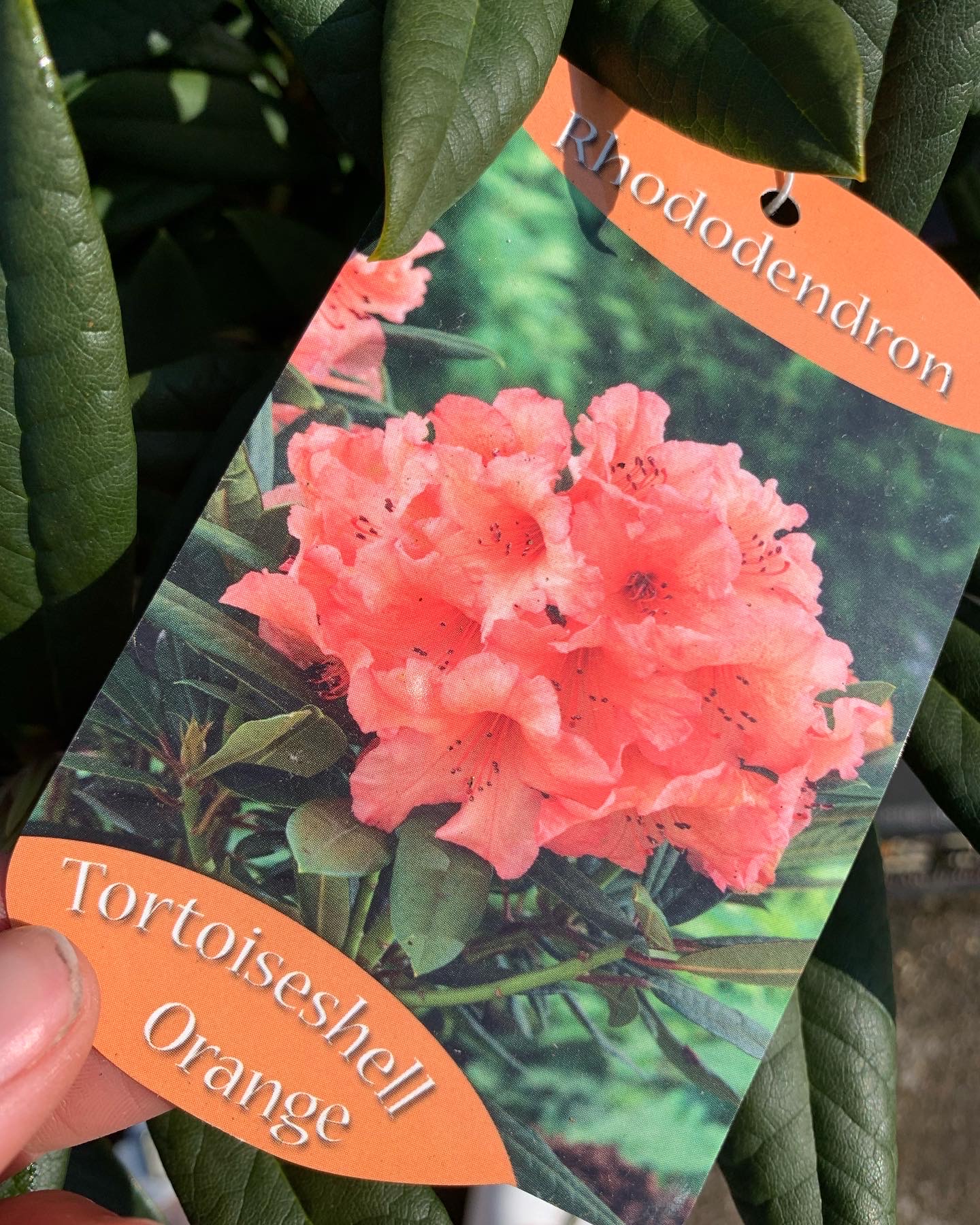 Rhododendron - Image 8