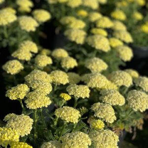 Achillea Little Moonshine pot 12