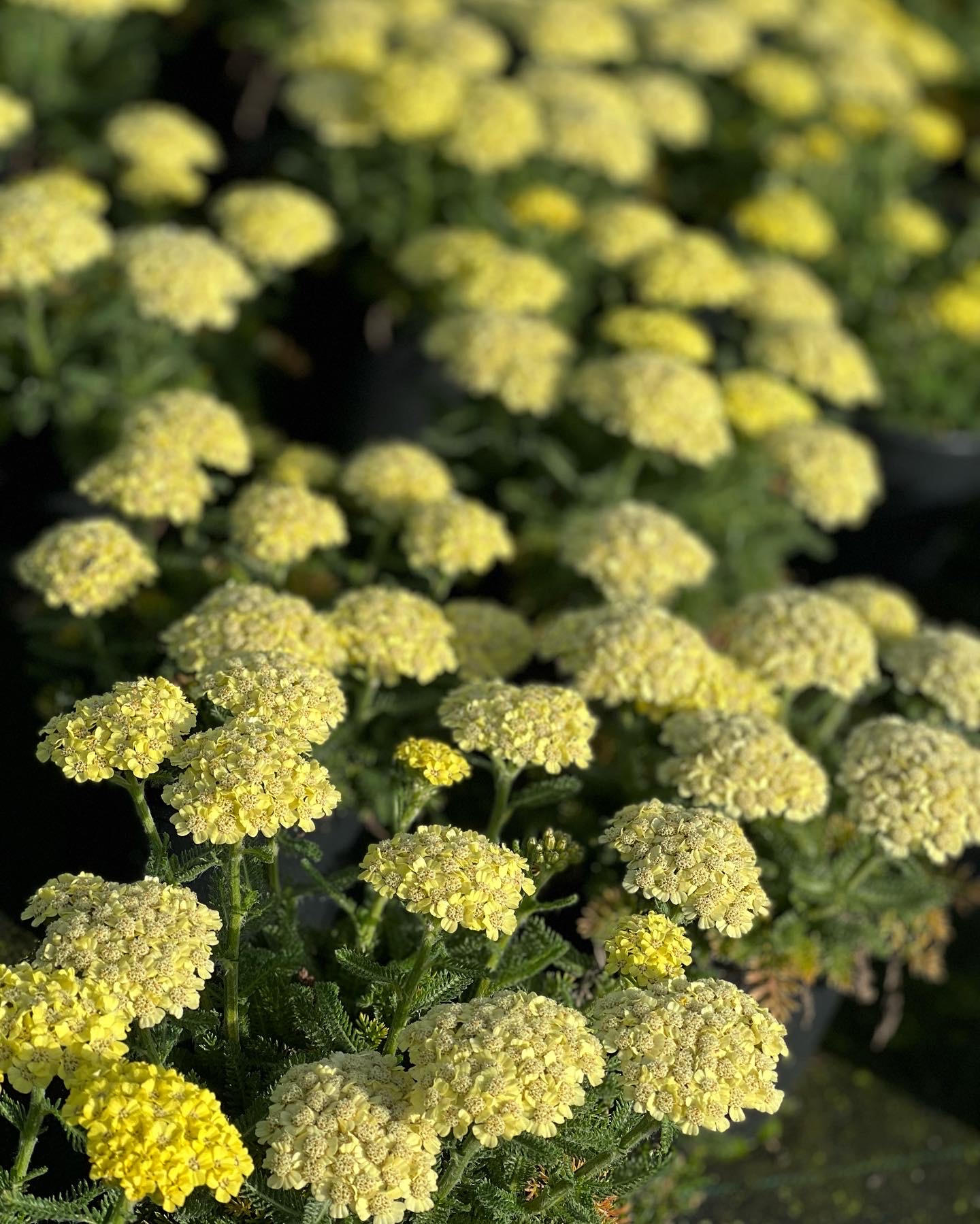Achillea Little Moonshine pot 12