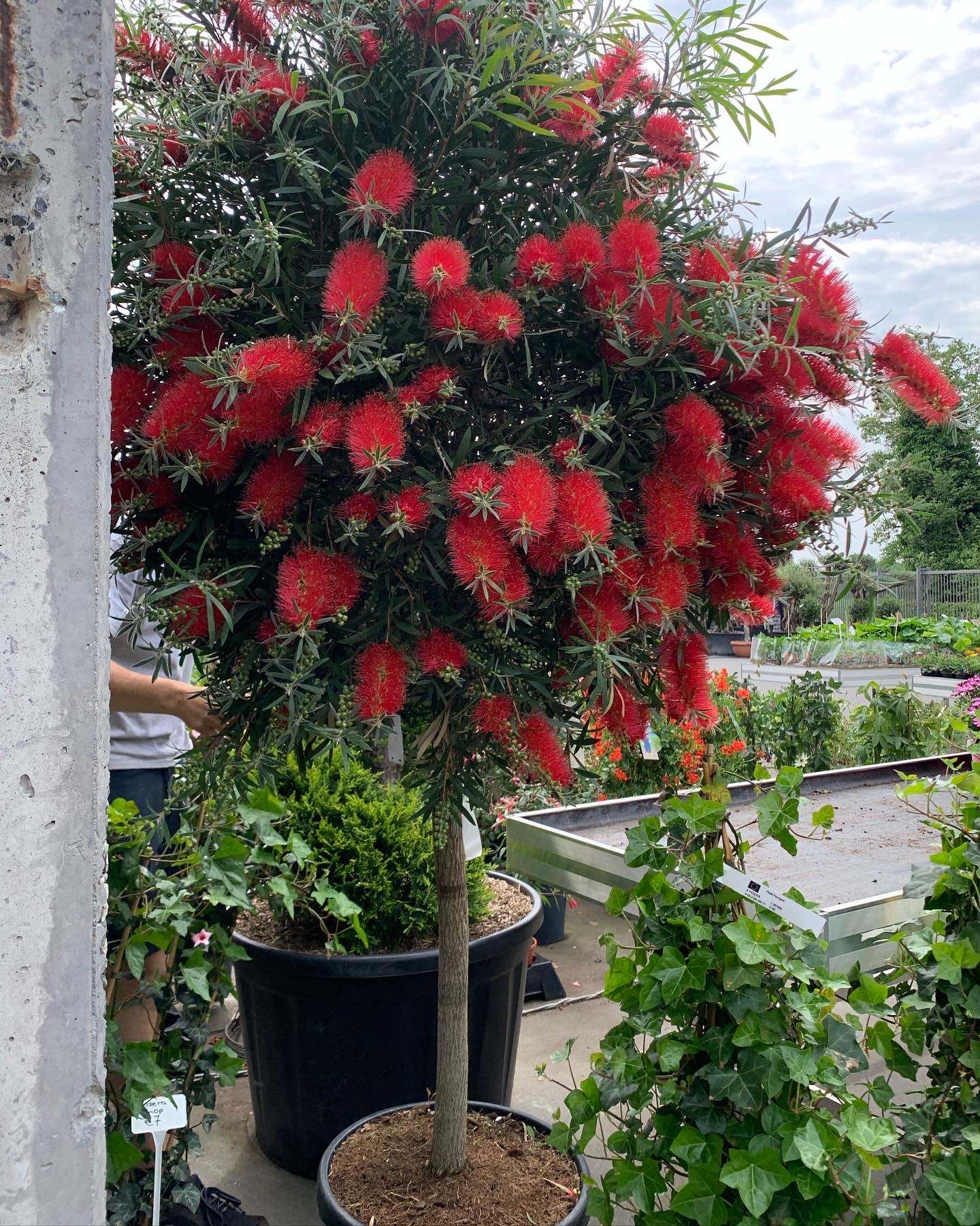 Callistemon op stam 220cm - Image 2