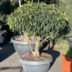 Prunus Lusitanica meerstammige bol