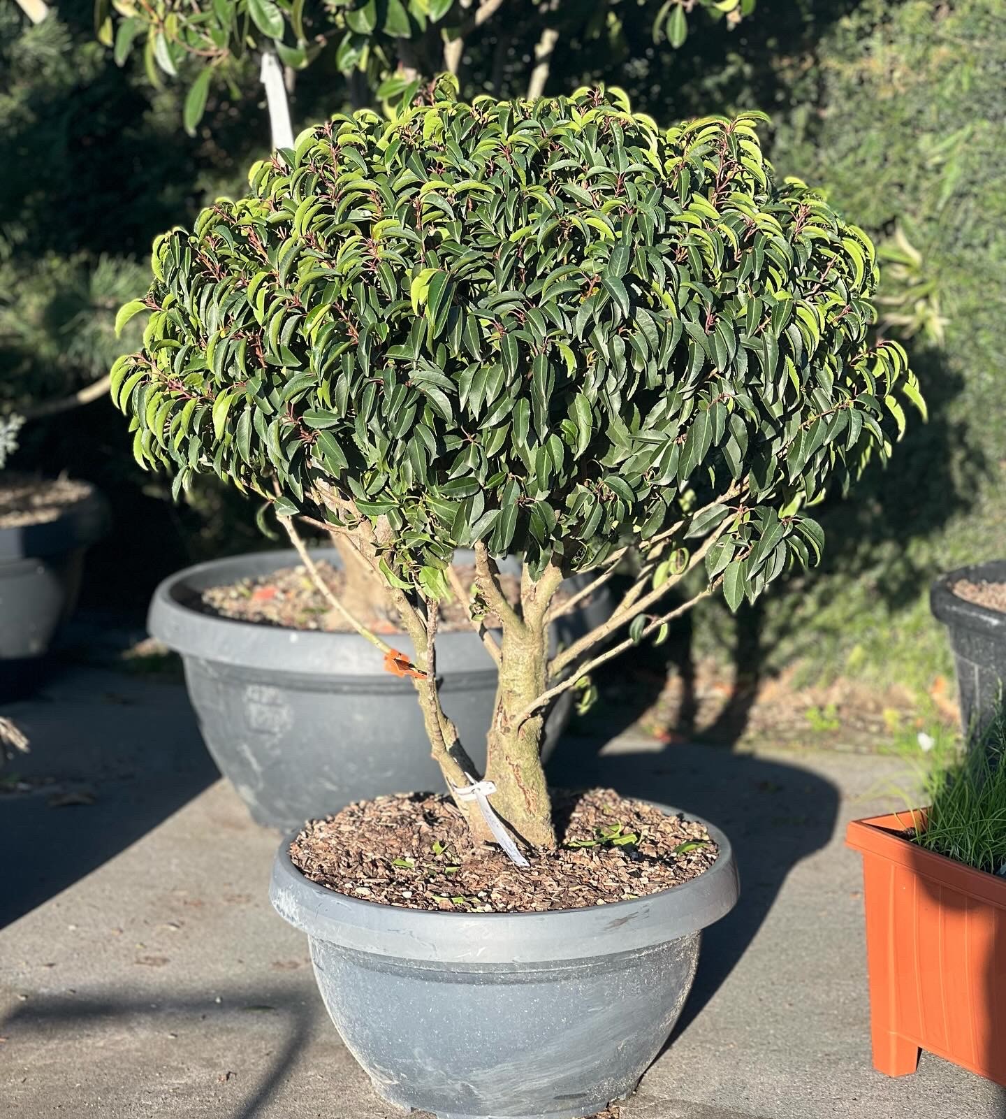 Prunus Lusitanica meerstammige bol