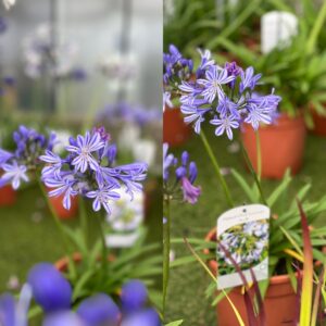 Agapanthus Summer Sky - Afrikaanse / Kaapse Lelie