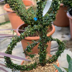 Lonicera Nitida Muzieknoot