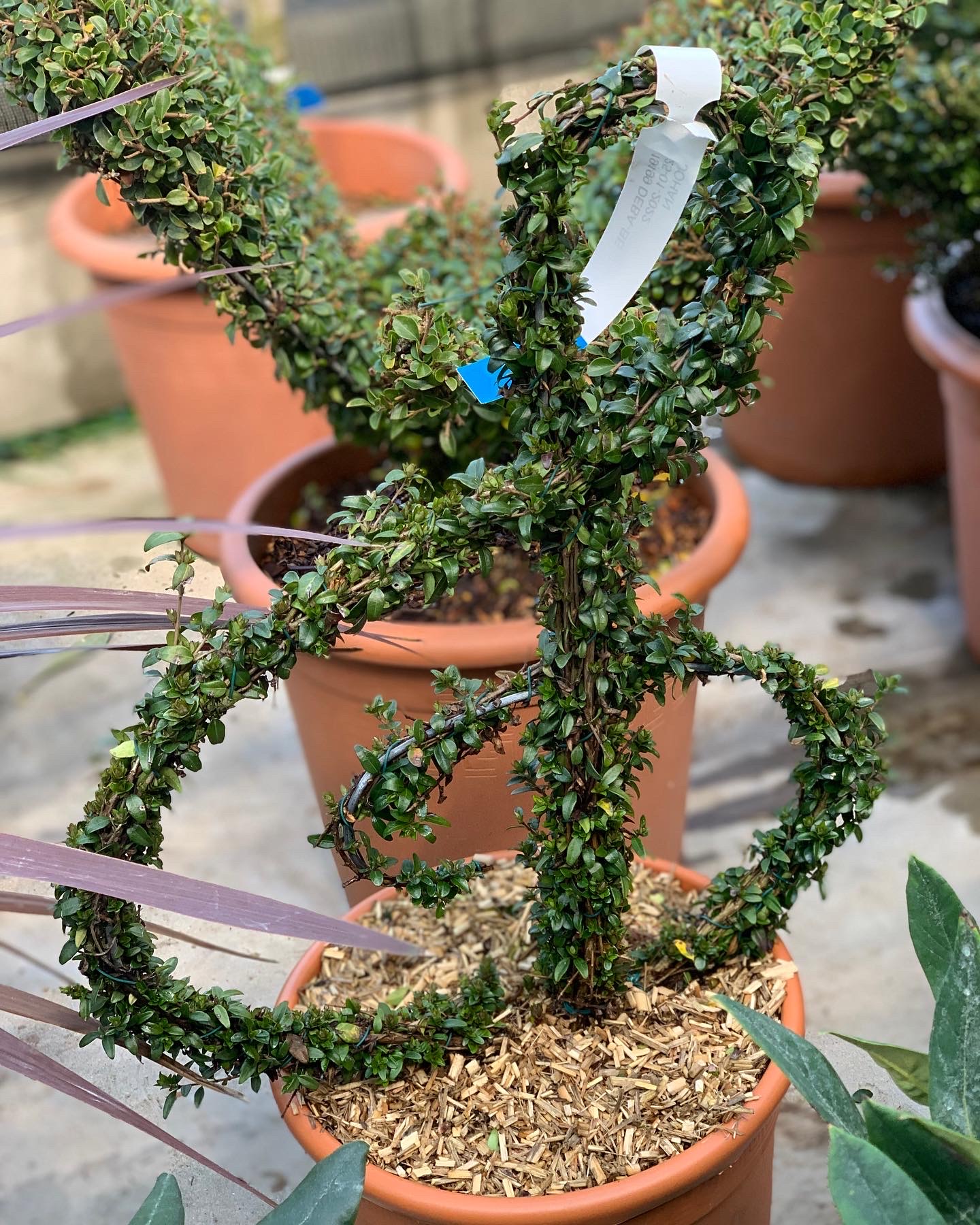 Lonicera Nitida Muzieknoot