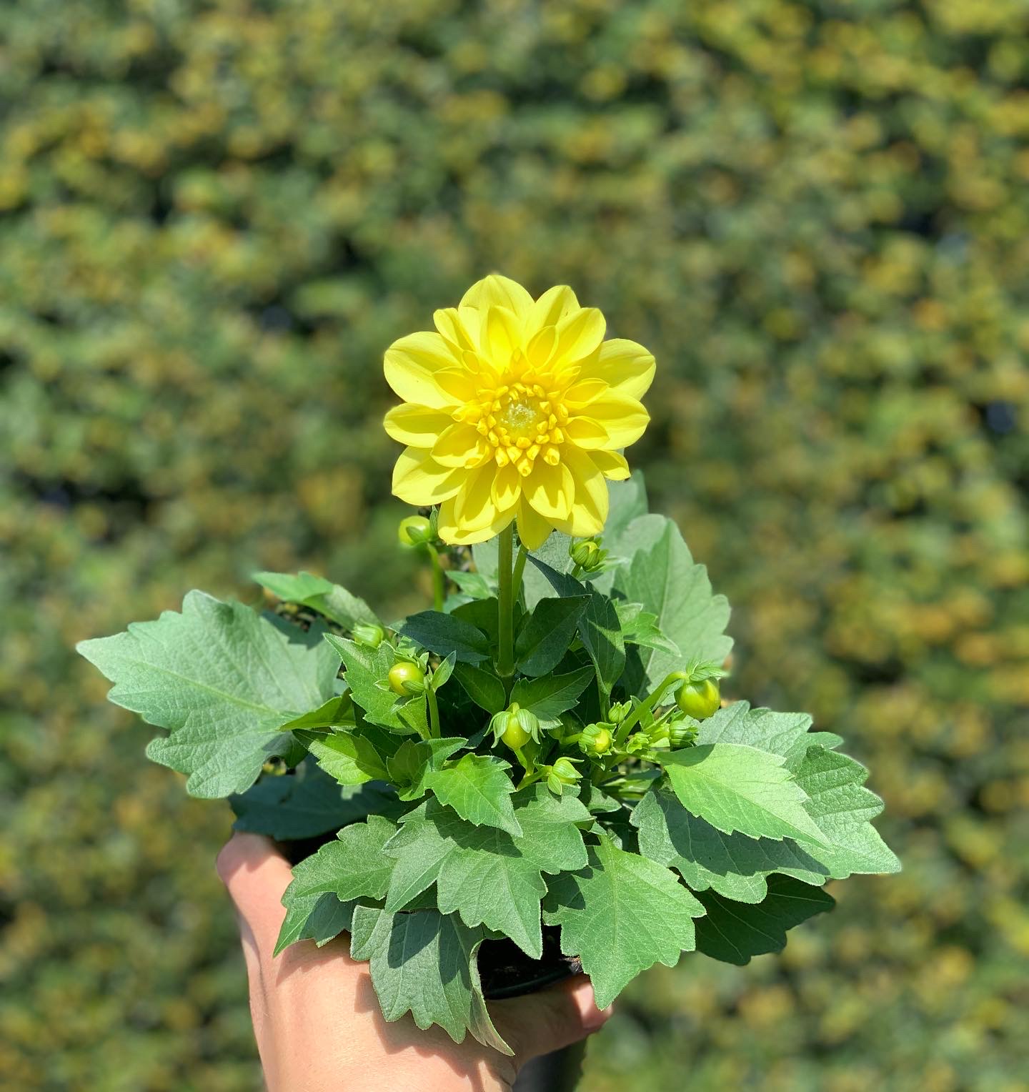 Dahlia pot 10,5 cm - Image 2