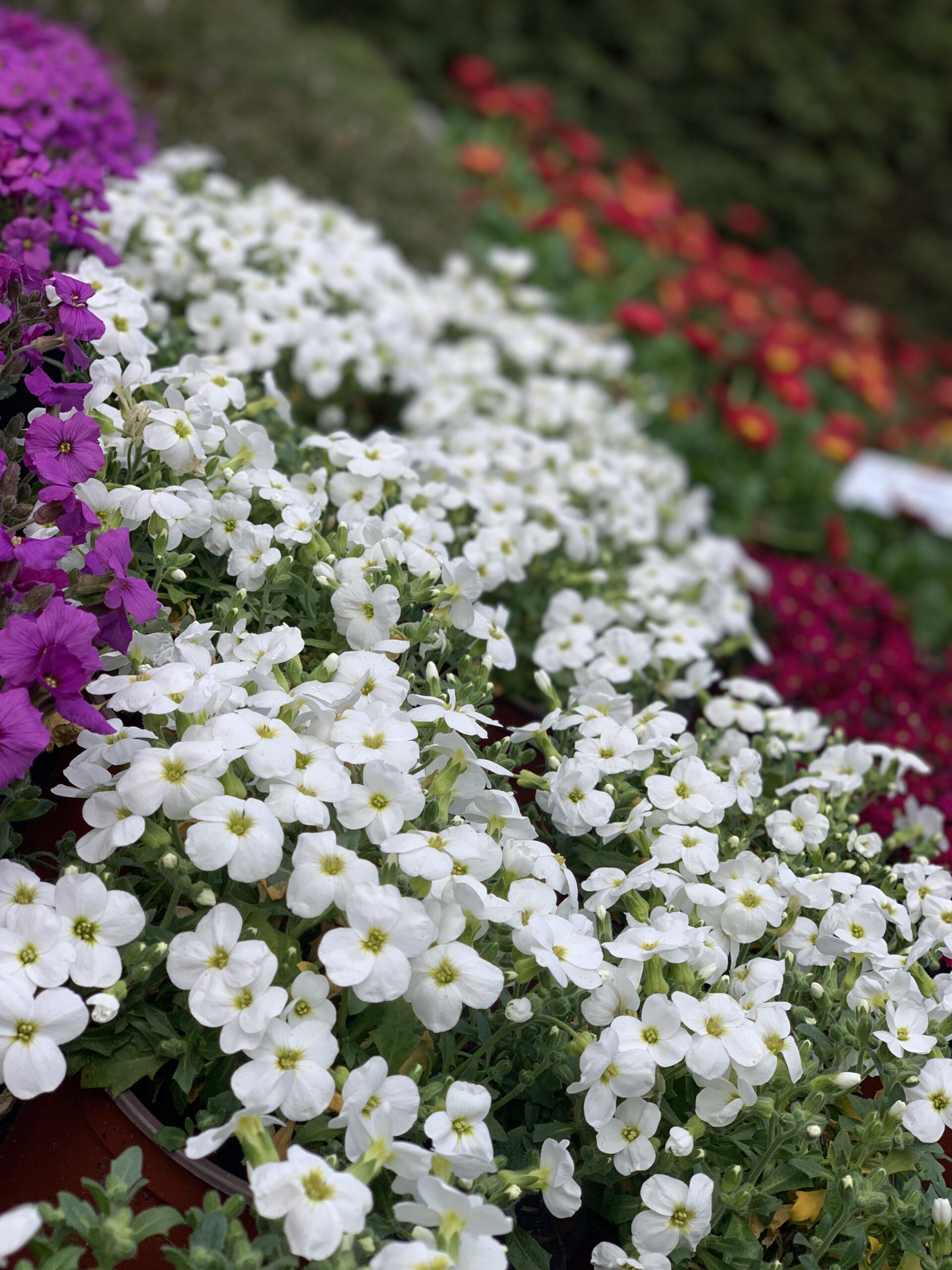 Aubretia - Blauwkussen - Image 2