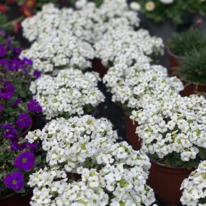 Arabis Caucasica - Rijstebrij