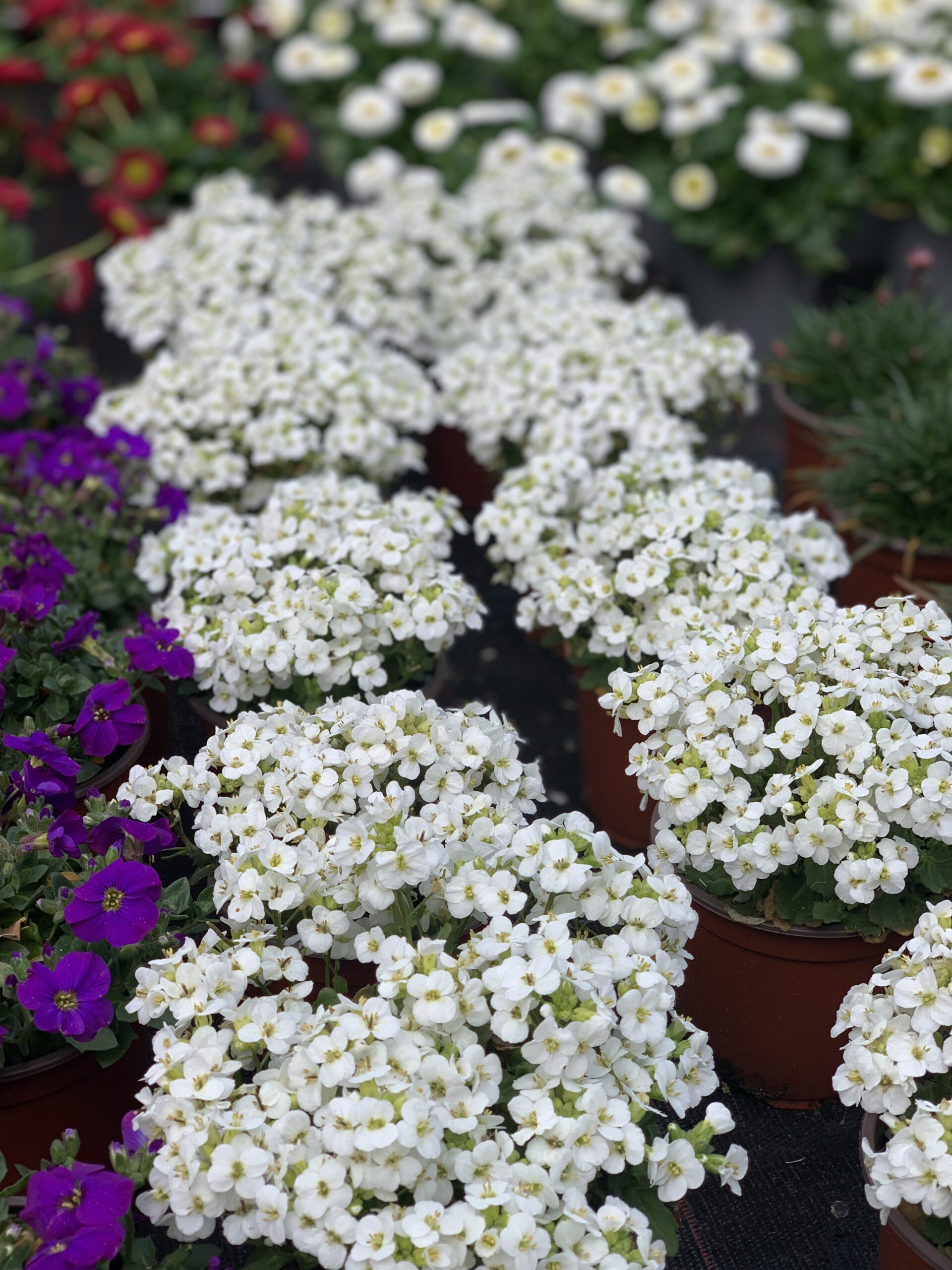 Arabis Caucasica - Rijstebrij